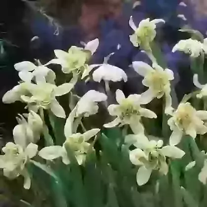 Nivalis Flore Pleno